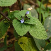 Salvia tiliifolia Vahl